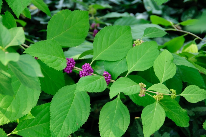 American Beautyberry Leaf Distilled Insecticide