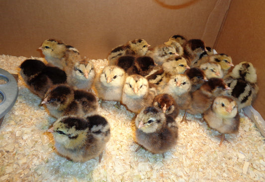 Ameraucana Chicks