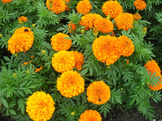 Marigold Seeds (50)