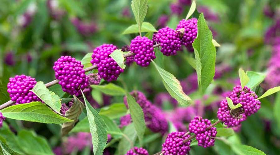 American Beautyberry Seeds (20)