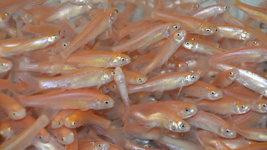 Rosy Red Minnow (100)