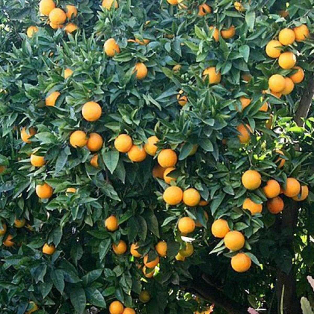 Valencia Orange Trees