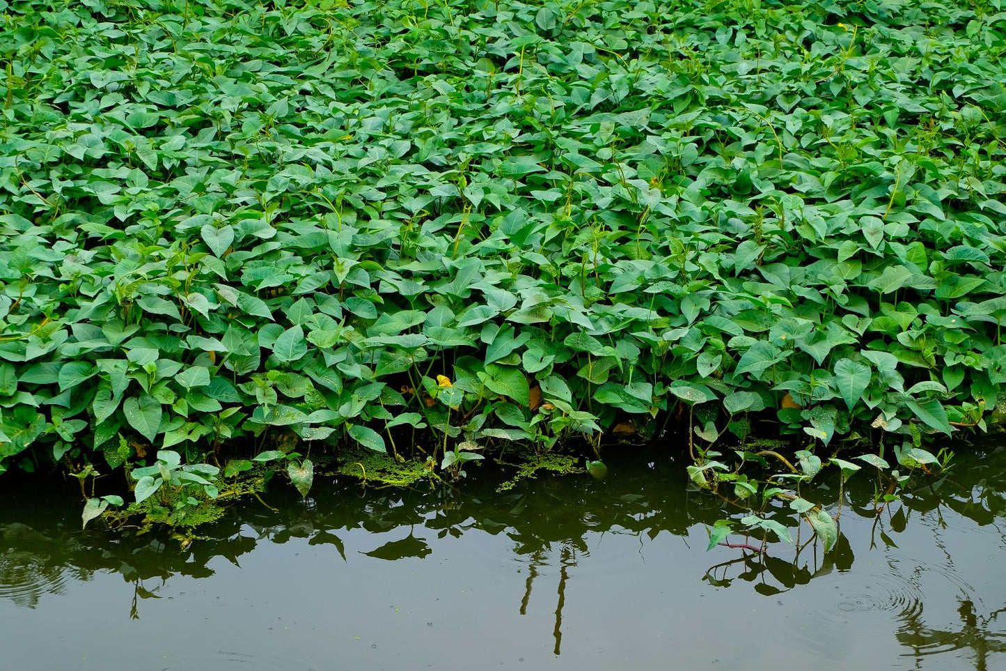 Water Spinach Seed (500)